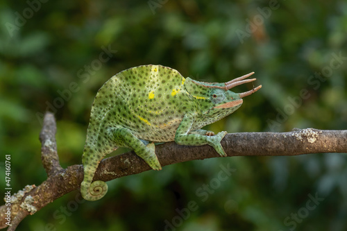 Usambara Three-horned Chameleon - Trioceros deremensis, beautiful special lizard from African bushes and forests, Tanzania. photo