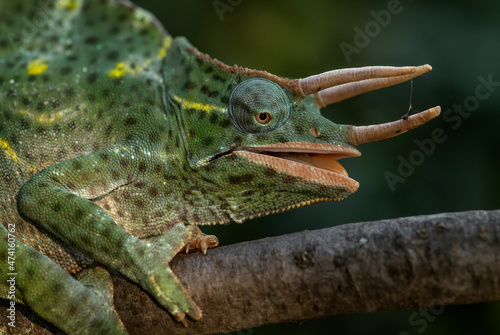 Usambara Three-horned Chameleon - Trioceros deremensis, beautiful special lizard from African bushes and forests, Tanzania. photo