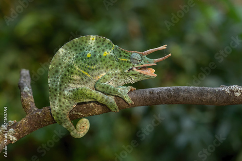 Usambara Three-horned Chameleon - Trioceros deremensis, beautiful special lizard from African bushes and forests, Tanzania.