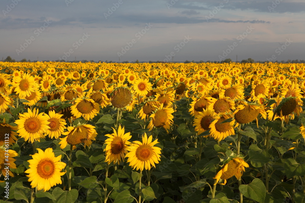 Fototapeta premium field of sunflowers in the summer