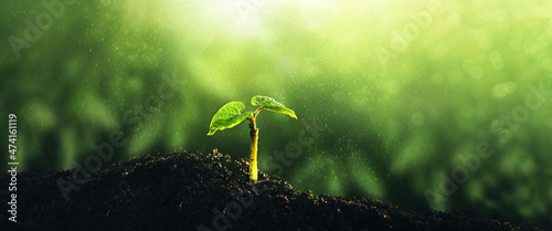 Young green plant growing at sunlight. Environment, save clean planet, ecology concept.World Earth Day banner.
