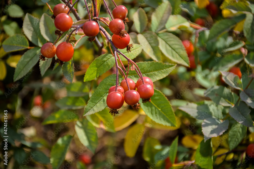 cranberries closeup, wild berries closeup