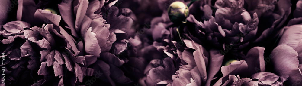 Surreal purple peonies on black banner, soft focus. Dark Spring or summer floral background. Festive flowers concept