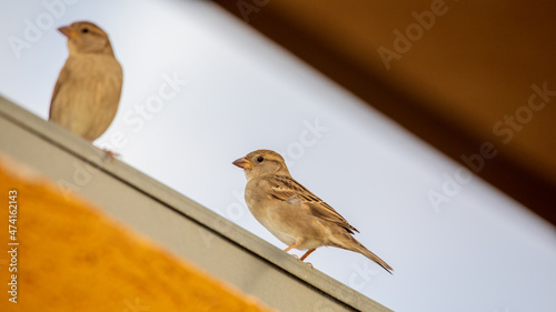 Sparrow dreams © Vladimir Liverts