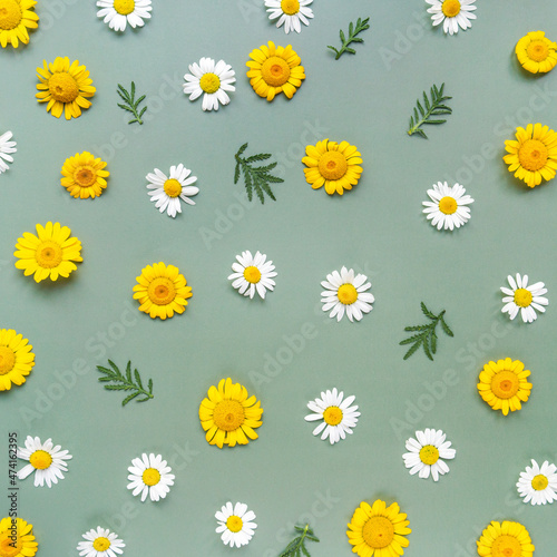 Chamomiles background. Floral pattern. Wildflowers. Spring and summer chamomile flowers. Flat layer, top view.
