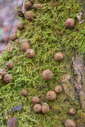 mushrooms raincoats on a stump closeup, mushroom closeup in the forest