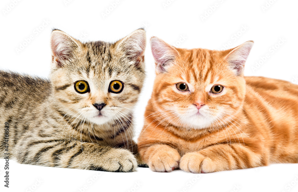 Two cute kittens Scottish Straight  lying together isolated on white background