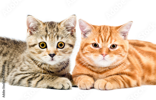 Two cute kittens Scottish Straight lying together isolated on white background