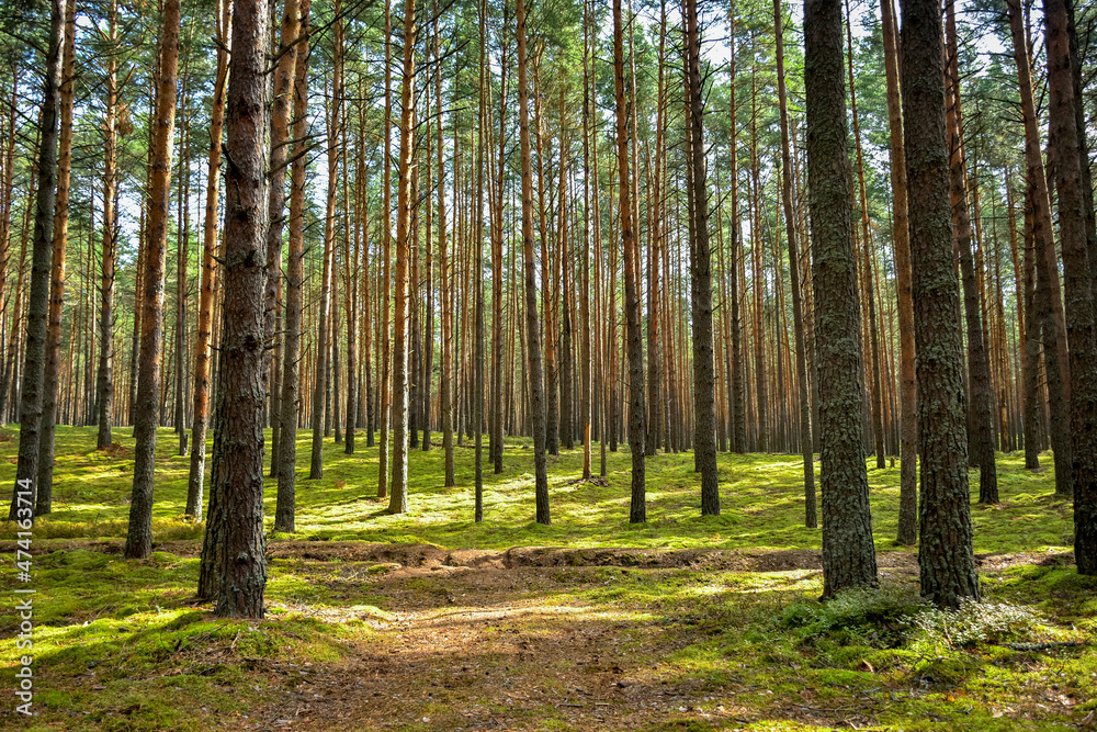 Obraz premium pine forest, walk in the forest, tree trunks