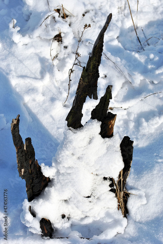 Old weathered burned tree stump covered with white, top view