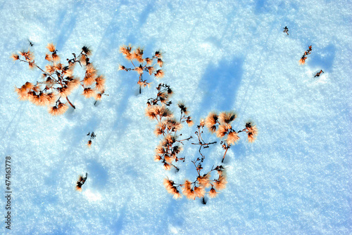 Dry yellow fluffy flowers on meadow with white snow, natural background