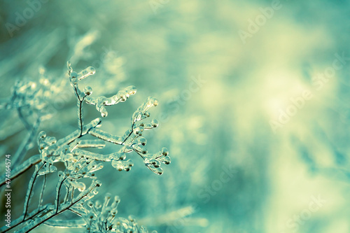 Icy grass in winter after freezing rain. Nature winter background