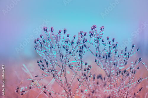 Icy grass in winter. Winter field after freezing rain. Colorful Nature background, gradient color