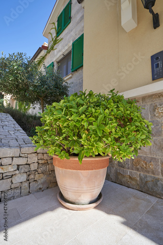 Large pot with green plant to decorate the facade of the house