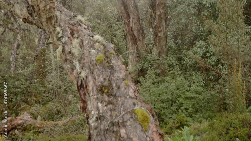 forest and vegetation, close up forest and vegetation, close up