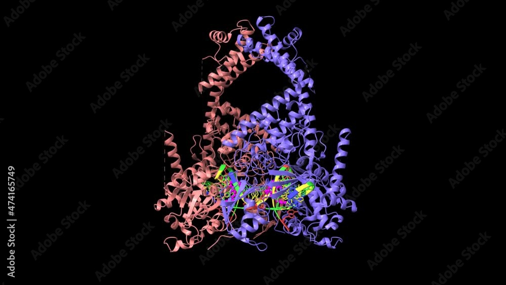 Vidéo Stock Human topoisomerase 2 beta in complex with DNA and ...