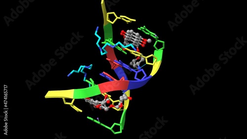Structure of DNA complexed with anticancer drug doxorubicin (grey). Animated 3D cartoon and ball-and-stick model, PDB 1d12, black background. photo