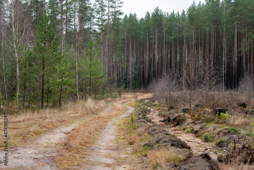 Photo of a sandy road in a forest with green trees outside the city. Nature concept