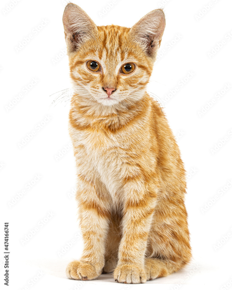 Obraz premium Cute rufous kitten, isolated on white background