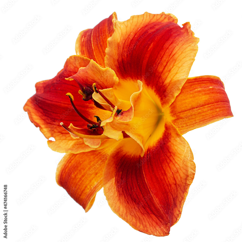 Orange-yellow flower of daylily, lat. Hemerocallis, isolated on white background
