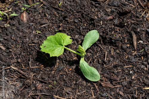 Konstfotografi Cotyledonous leaves and the first leaf of a sprouting melon in the garden in spring