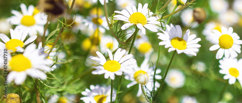 Banner with Chamomile flowers Field. Beautiful nature scene with blooming medical roman chamomiles. Nature spring blossom, Summer daisy background. Alternative medicine, phytotherapy, herbal garden. © Aleksandra Konoplya