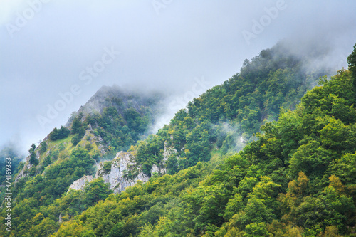 Bosque y niebla