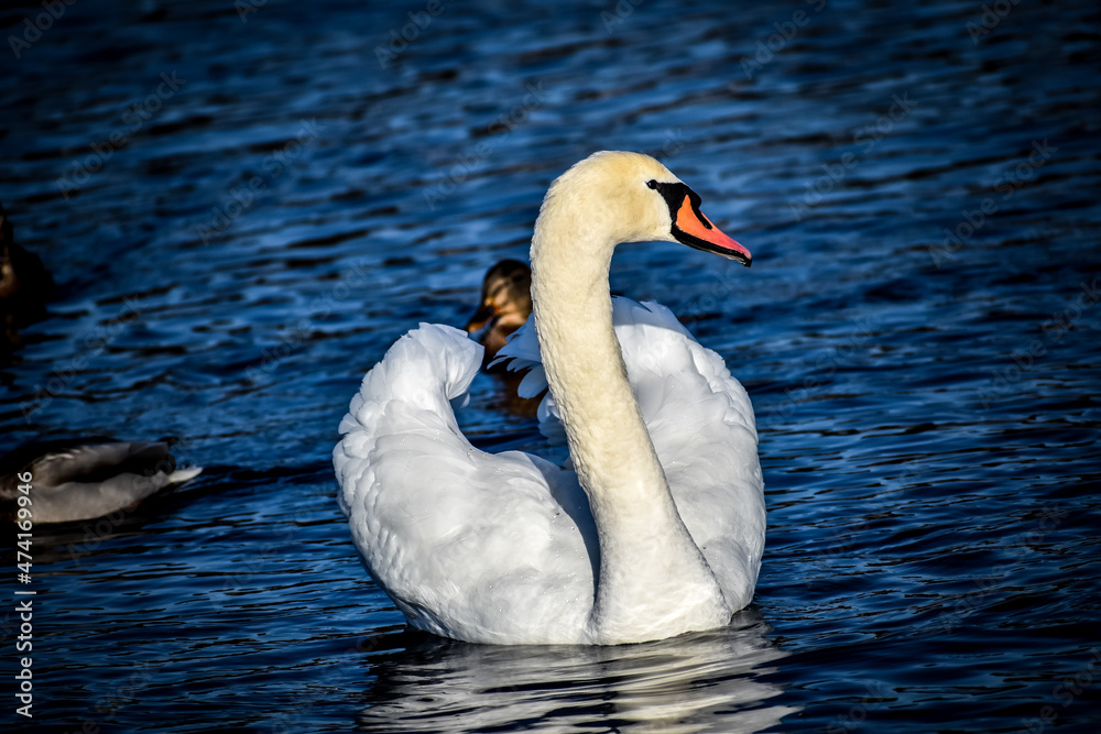 Naklejka premium swan on the lake