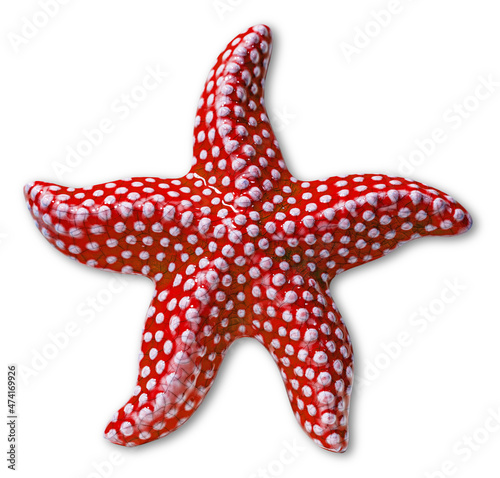 Fototapeta Closeup of a red and white starfish isolated on white background with shadows