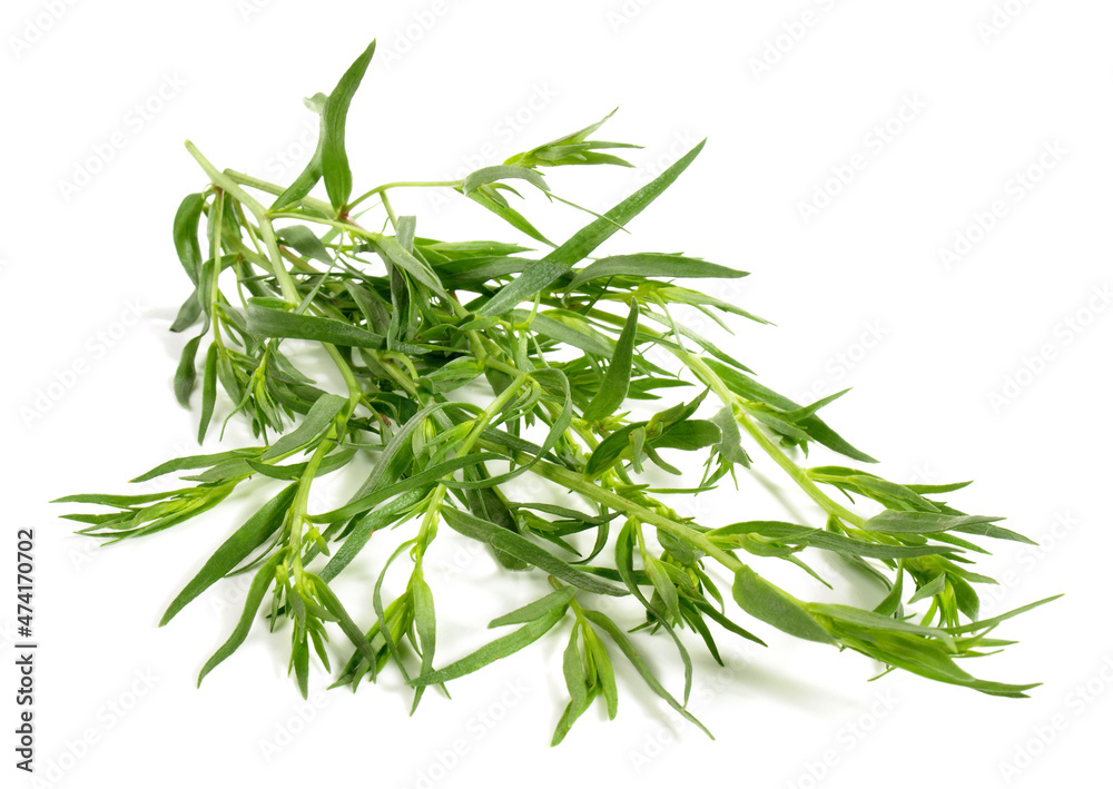 Fresh Tarragon isolated on white Background Fresh Tarragon isolated on white Background