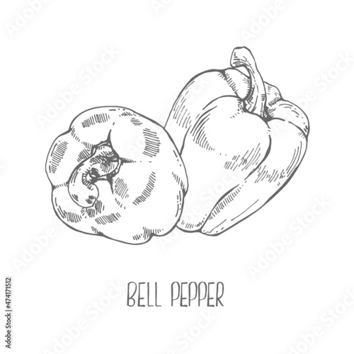 Hand drawn vector fresh bell pepper illustration
