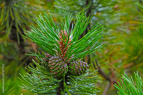 A green branch of a pine tree with young cones in the forest.