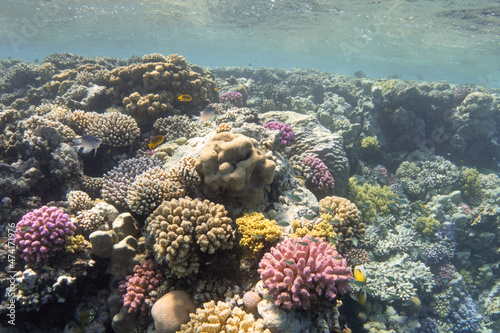 Colorful coral reef. Underwater landscape