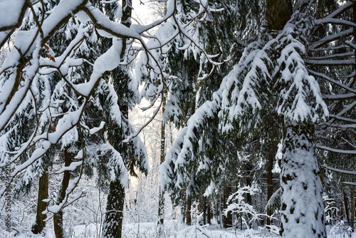 Snow-covered branches of coniferous trees in the winter forest at dawn background