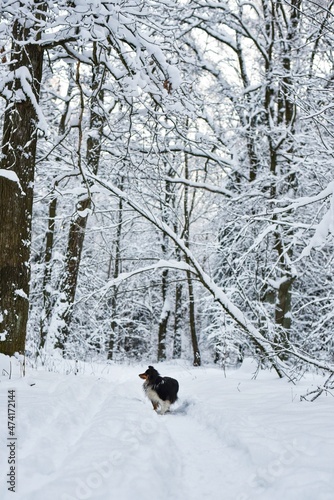 A black sheltie dog stands on a snowy path in a winter forest