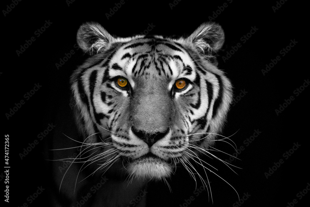 portrait of a tiger - obrazy, fototapety, plakaty 