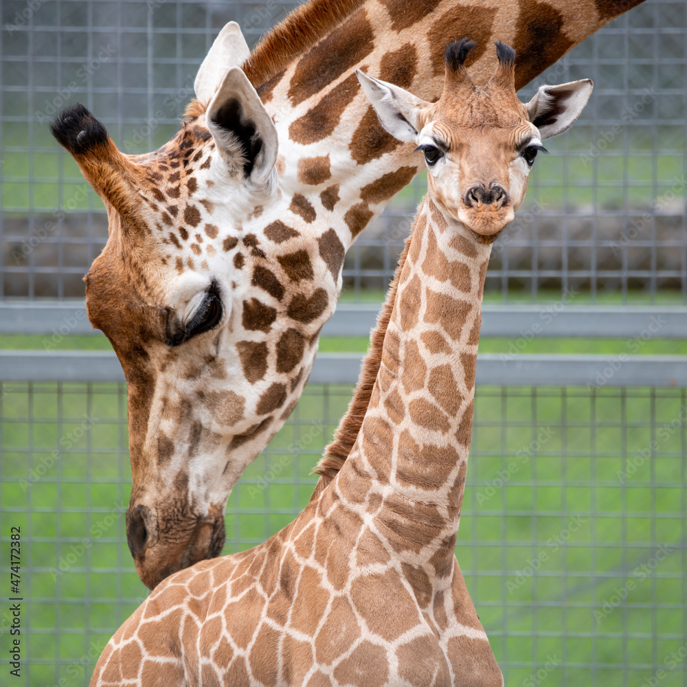 Obraz premium Rothschild giraffe