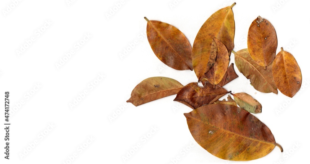 leaf isolated on white background leaf isolated on white background