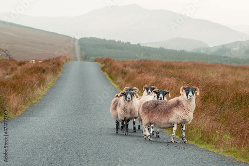 Herd of white wool sheep with brown identification color on their back, on straight road in a mountains. Highland of Ireland. Agriculture and farming industry. Pastel color. photo