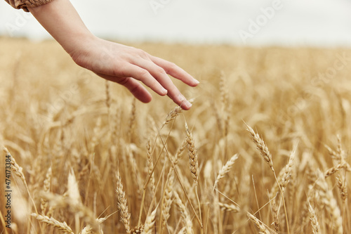 Image of spikelets in hands Wheat field autumn season concept