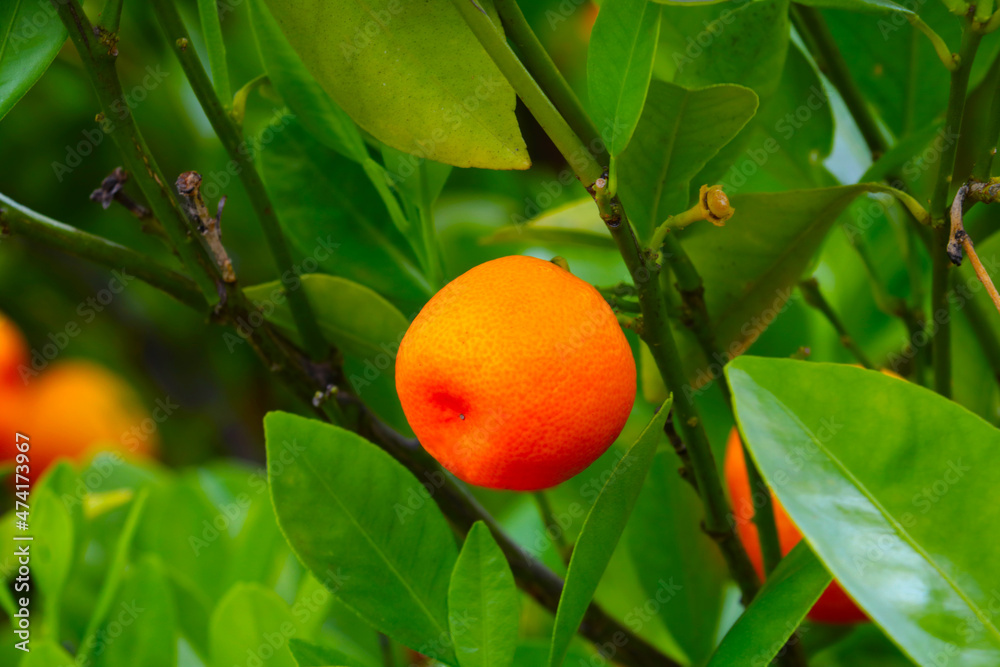 Bright juicy tangerine fruit on a green branch. Healthy and tasty fruits. Mandarin is a small evergreen tree, a species of the genus Citrus.
