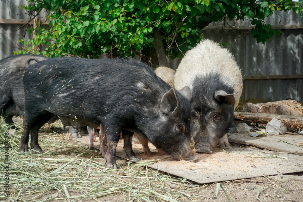 Domestic pigs in the yard in the village Domestic pigs in the yard in the village