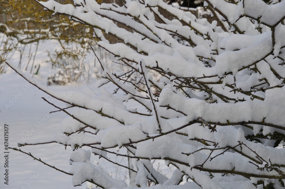 A branch covered in snow