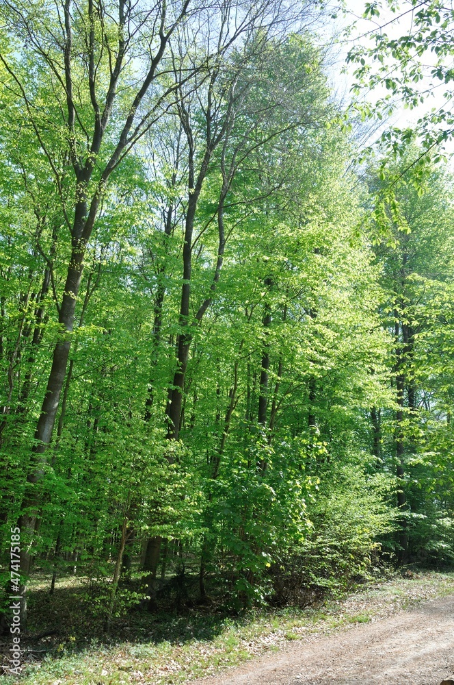 Fototapeta premium The Communal forest of Saint Pierre Les Elbeuf