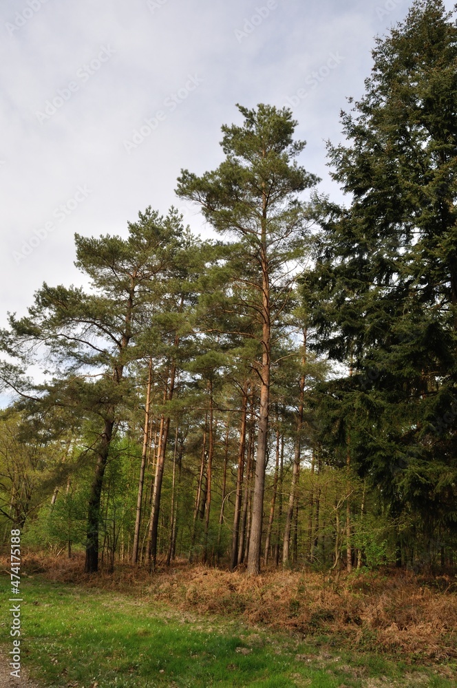 Fototapeta premium Communal forest of Saint-Pierre-Lès-Elbeuf