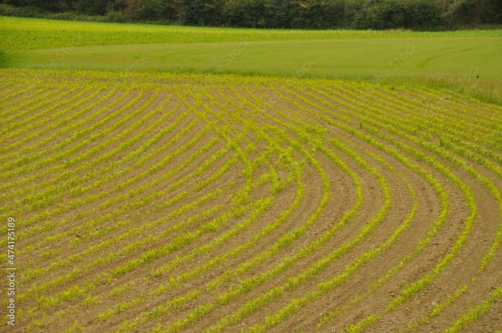 A Corn field in Brittany