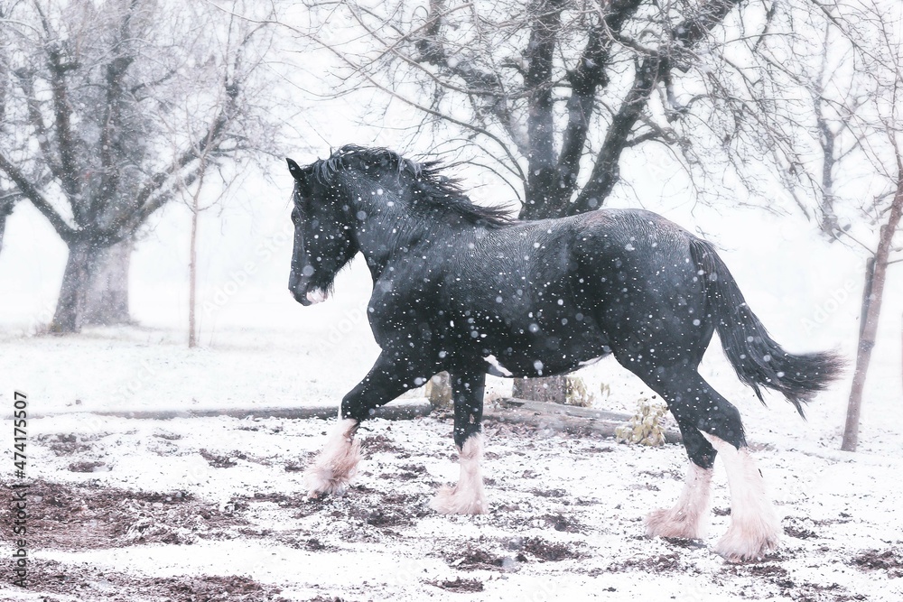 Shire Horse Winter Shire Horse Winter