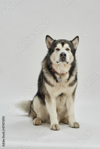 Fototapeta Naklejka Na Ścianę i Meble -  Serious Siberian Husky dog sitting on floor