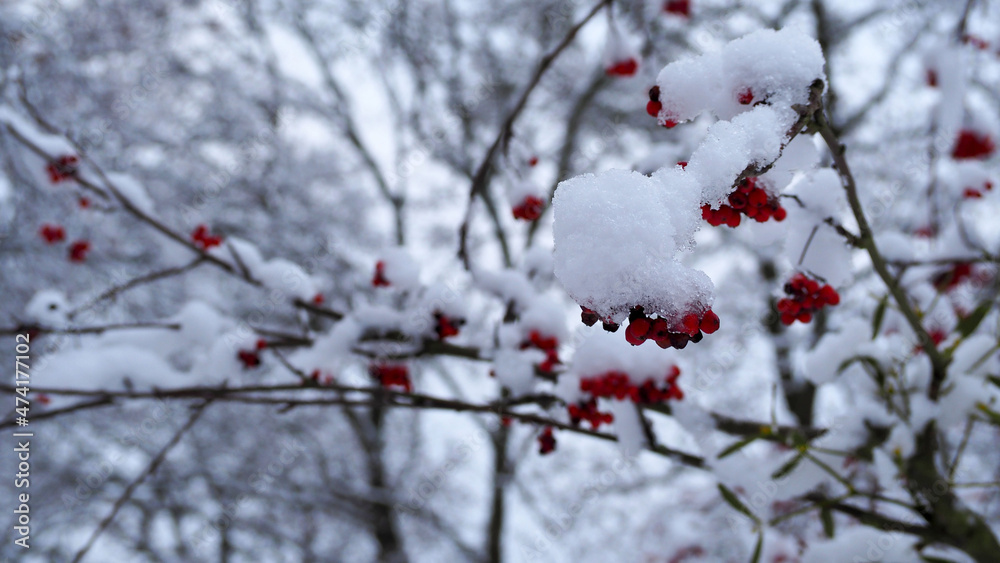 the first snow. red forest berries grow on a tree in the forest covered with snow on a winter