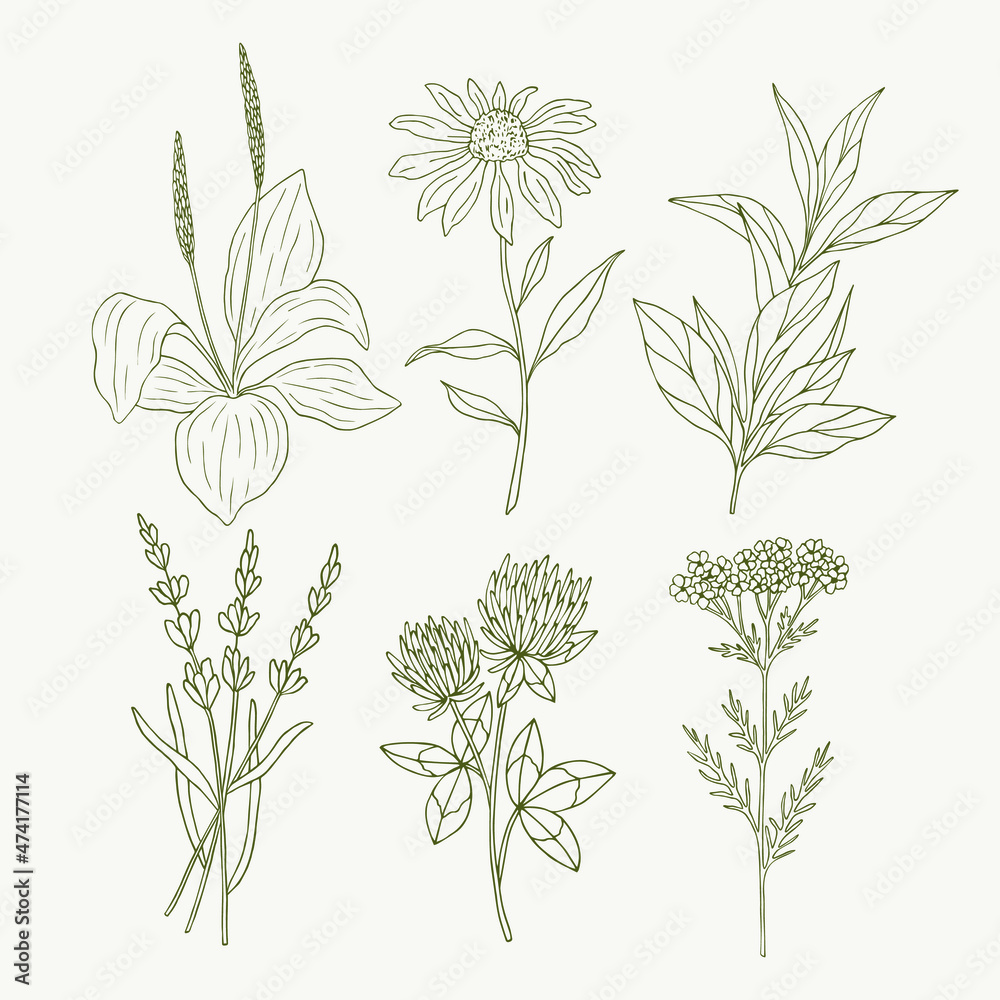 Chinese Medicinal Herbs And Medicinal Plants Plantain Hand Drawn, Plant  Drawing, Ant Drawing, Hand Drawing PNG Transparent Clipart Image and PSD  File for Free Download